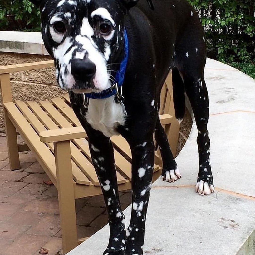 Витилиго у животных