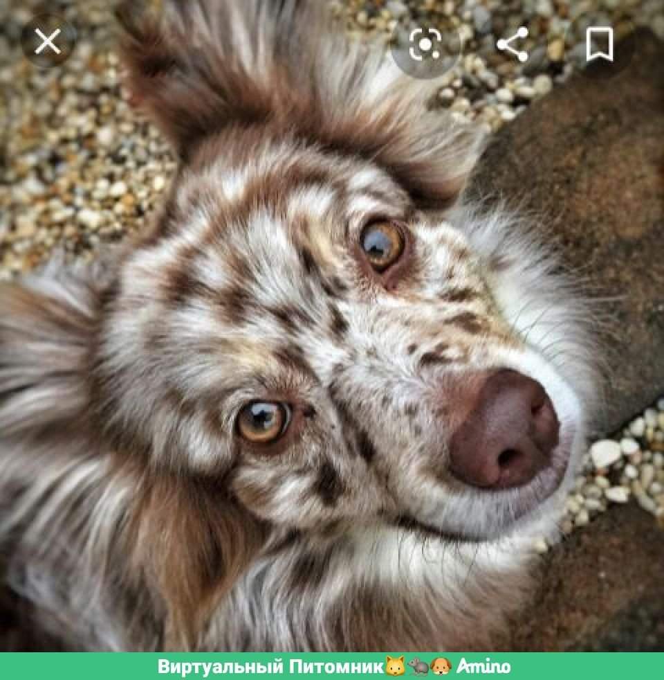 Самые необыкновенные собаки