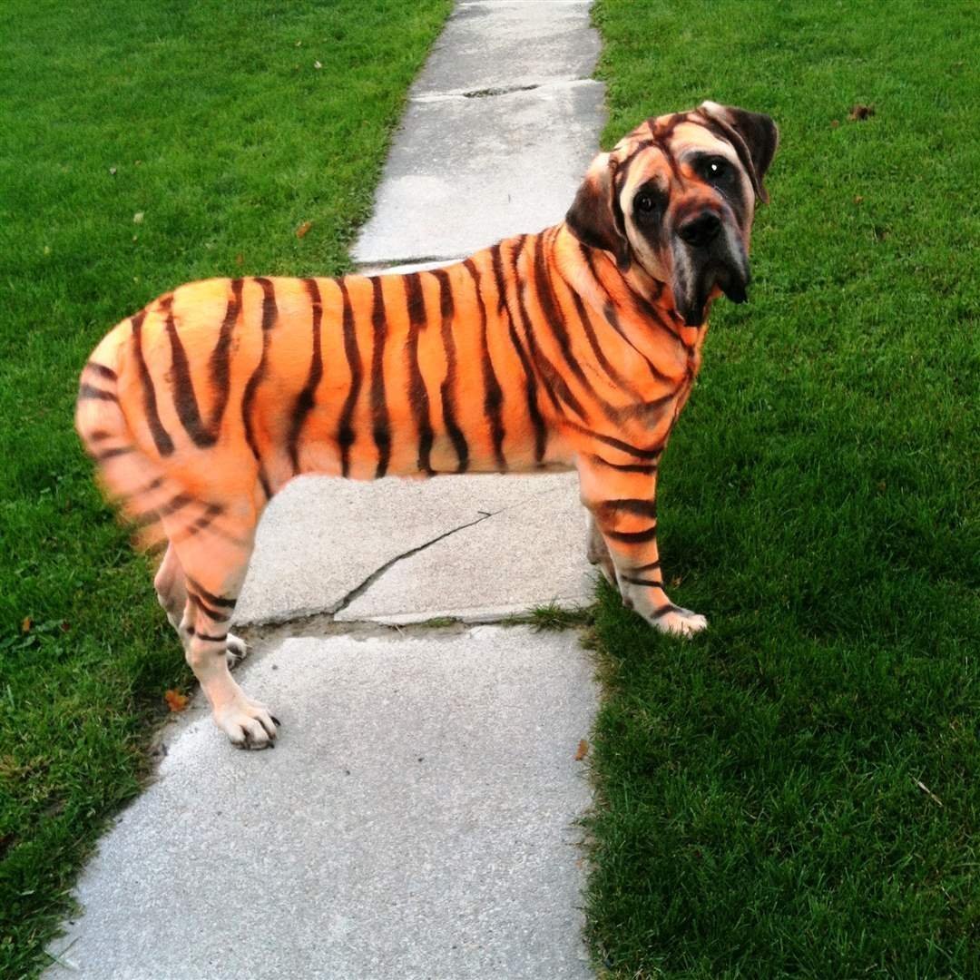 Тайгер собака