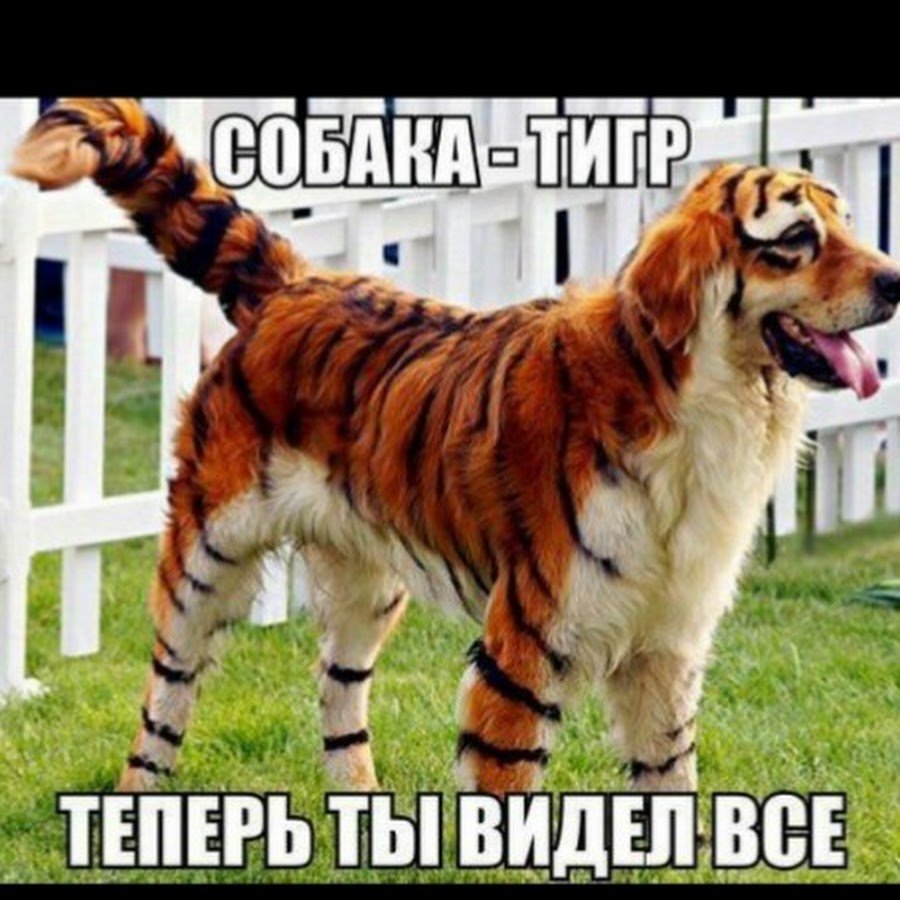 Далматинец маленький