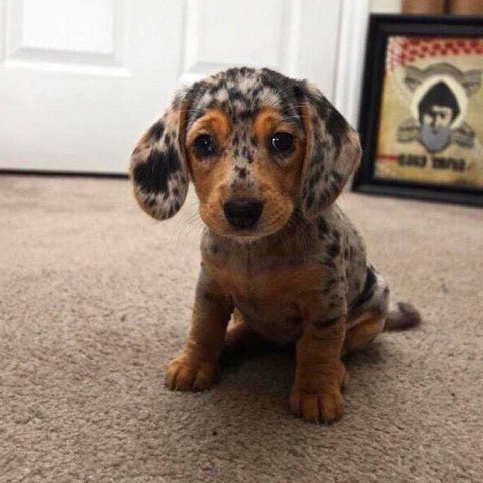 Собаки необычных пород