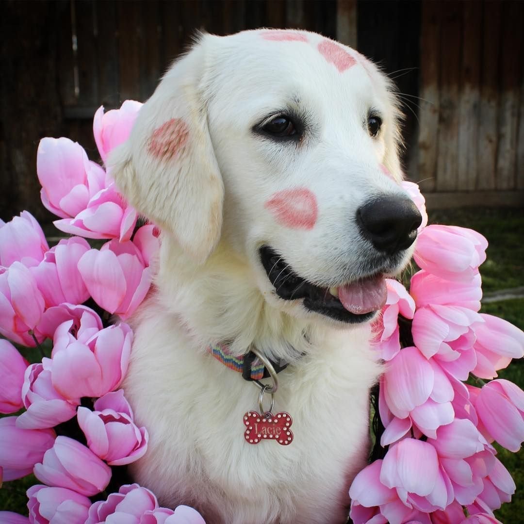 Золотистый ретривер с розочкой