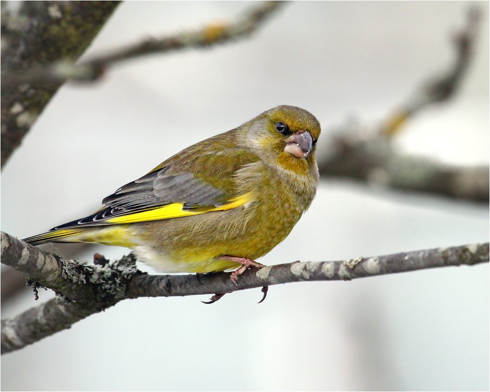House Finch птица