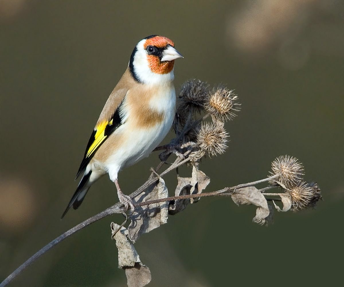 Bramble Finch, Brambling