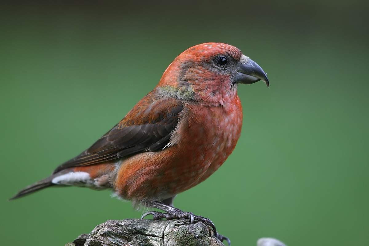 Голдшелл Finch