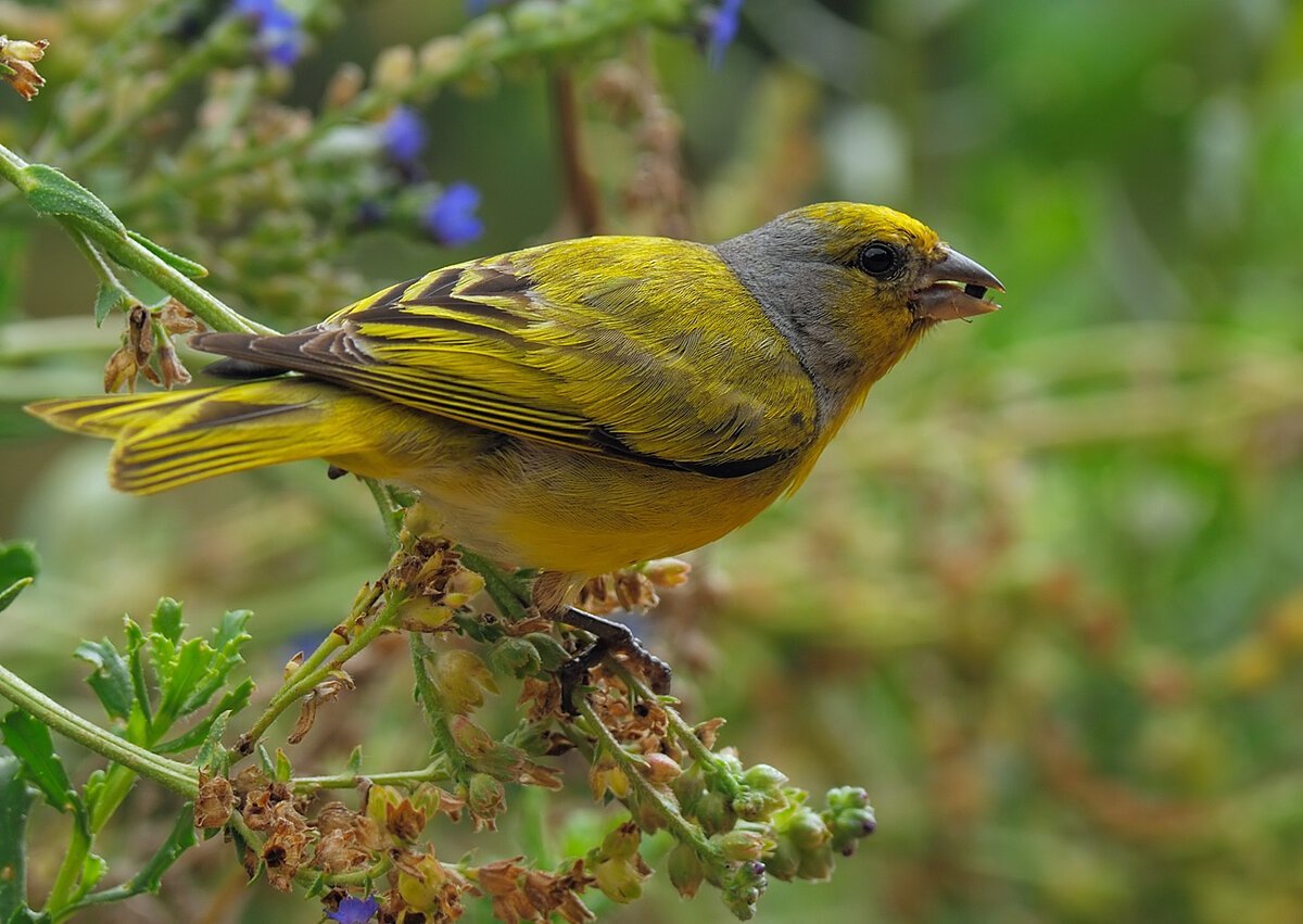 Сибирская чечевица Вьюрковые