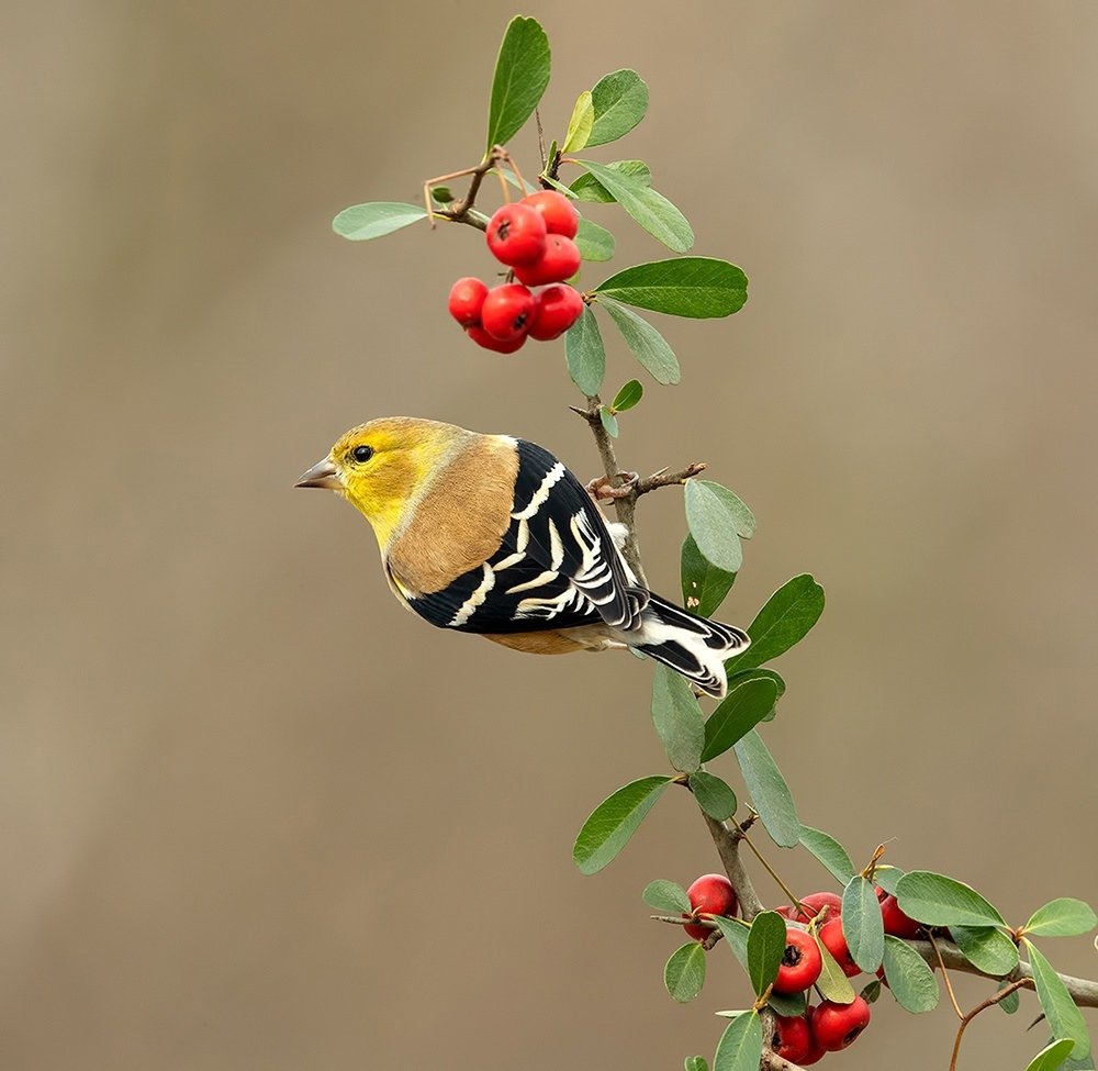 Семейство Вьюрковые представители