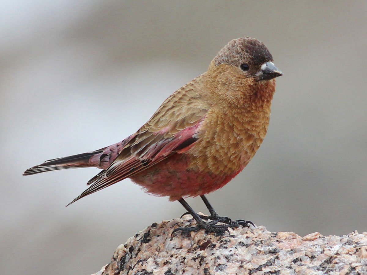 Американский горный вьюрок (Leucosticte tephrocotis)
