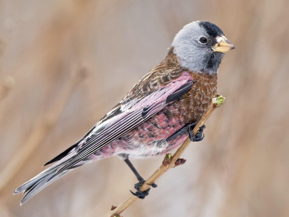 Семейство Вьюрковые представители