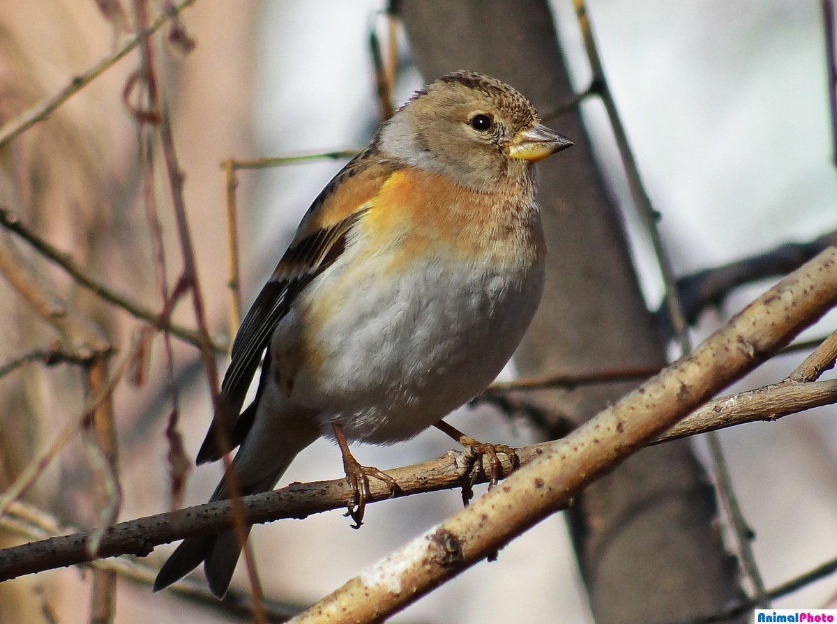 Обыкновенный Дубонос