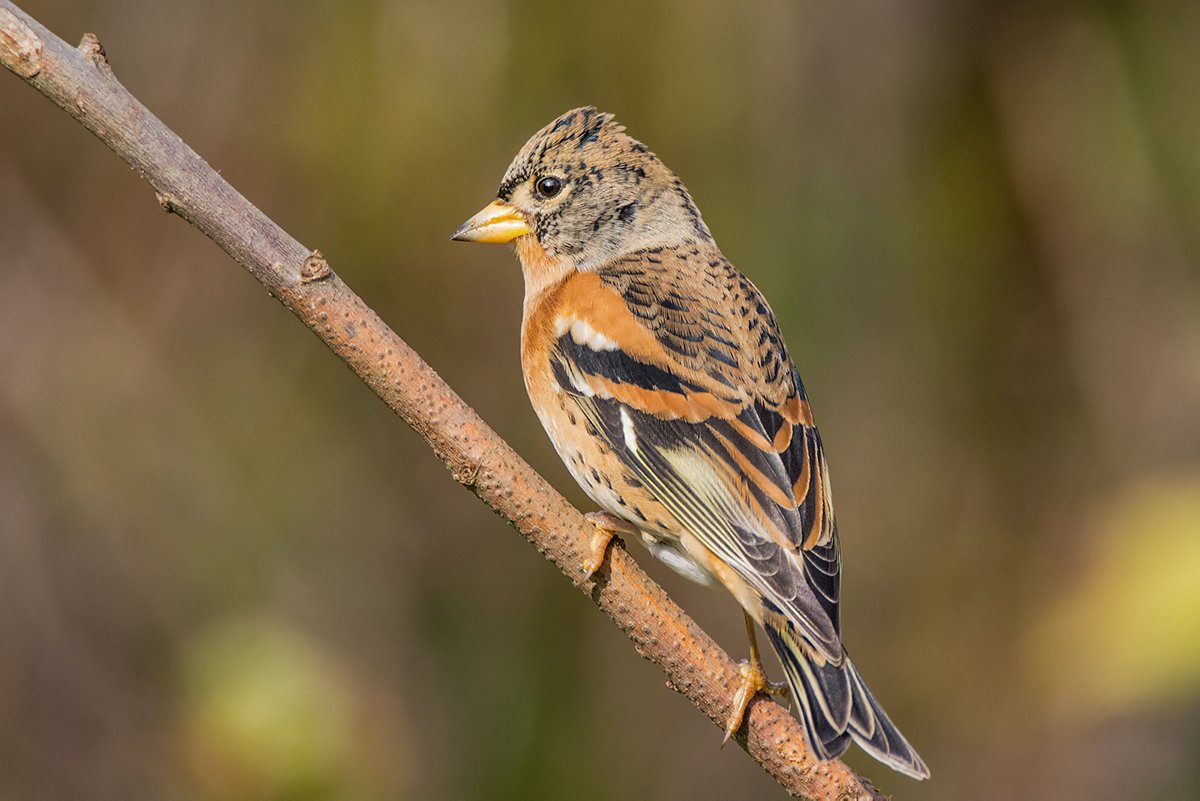 Carpodacus trifasciatus