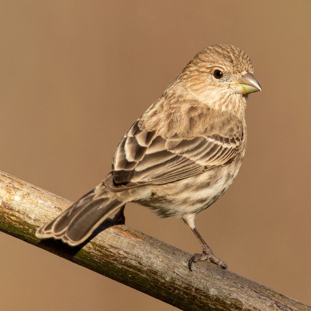 Волнистый астрильд