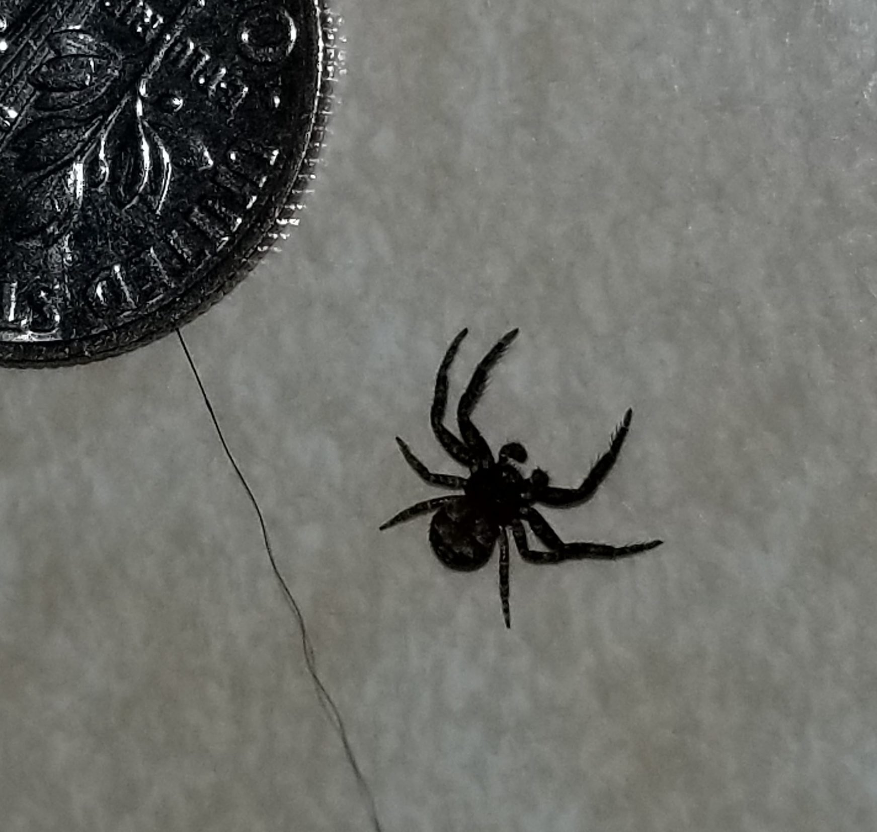 Огромный паук в доме (62 фото)