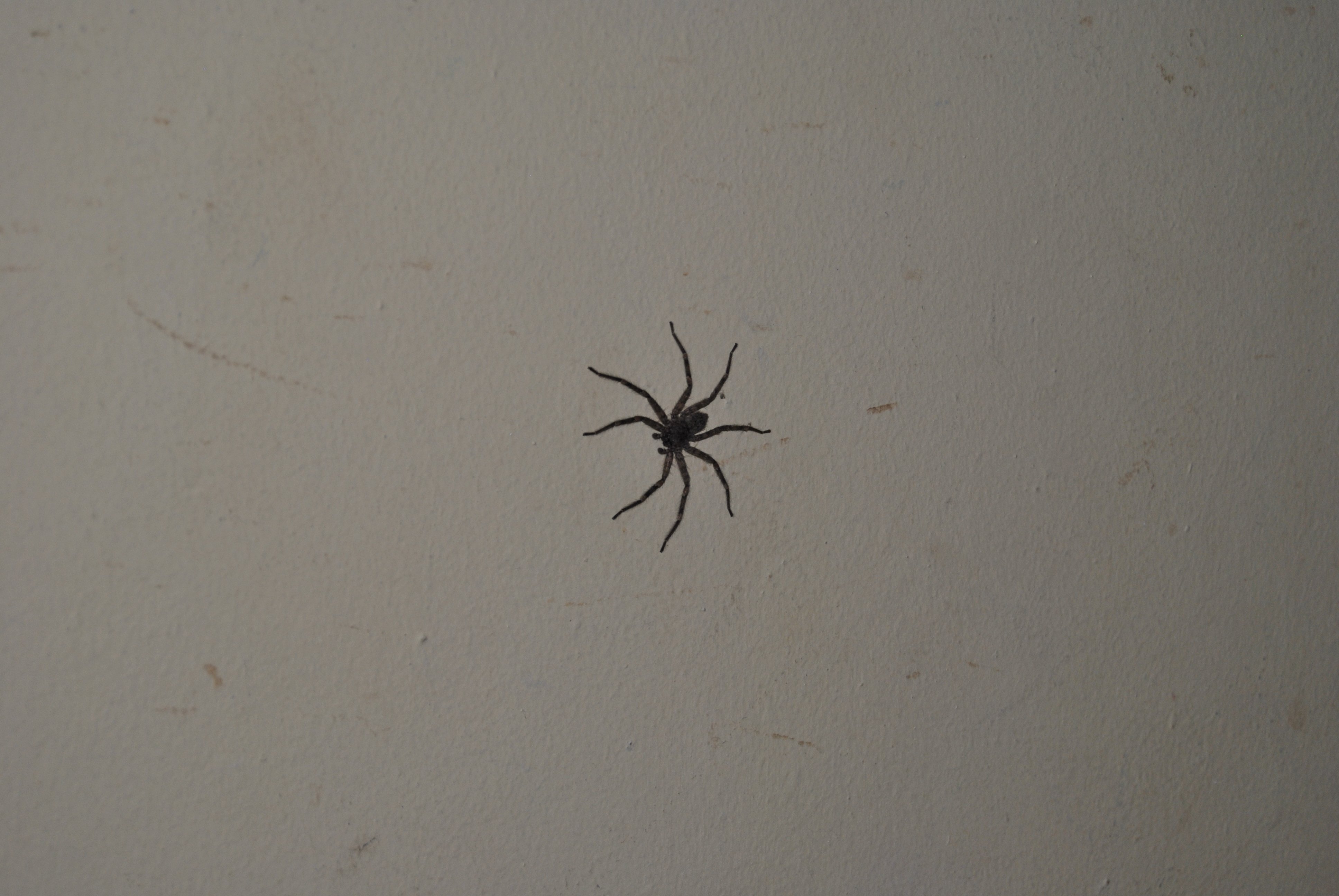 Маленькие домашние пауки. Пауки в доме. Паук маленький в квартире. Маленькие пауки в доме. Черные домашние пауки.