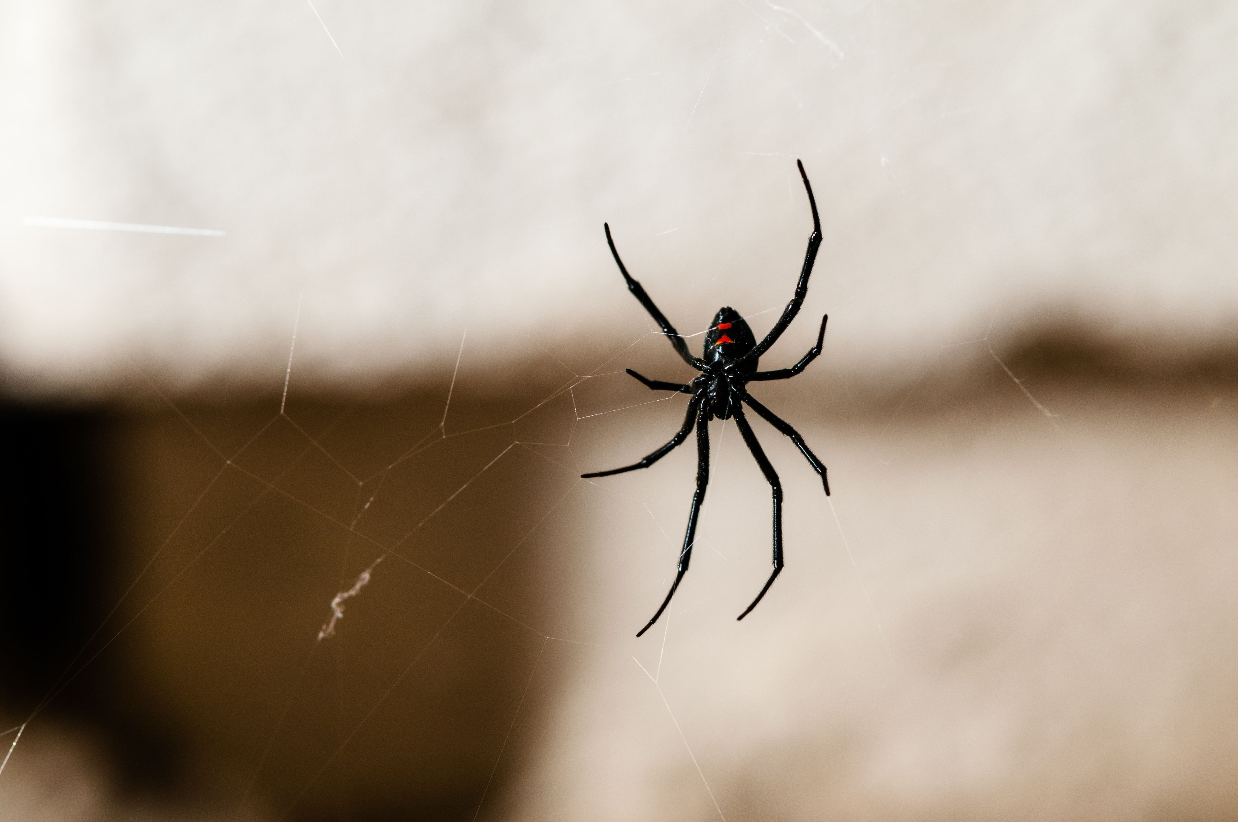 Маленькие черные пауки в доме - 70 фото