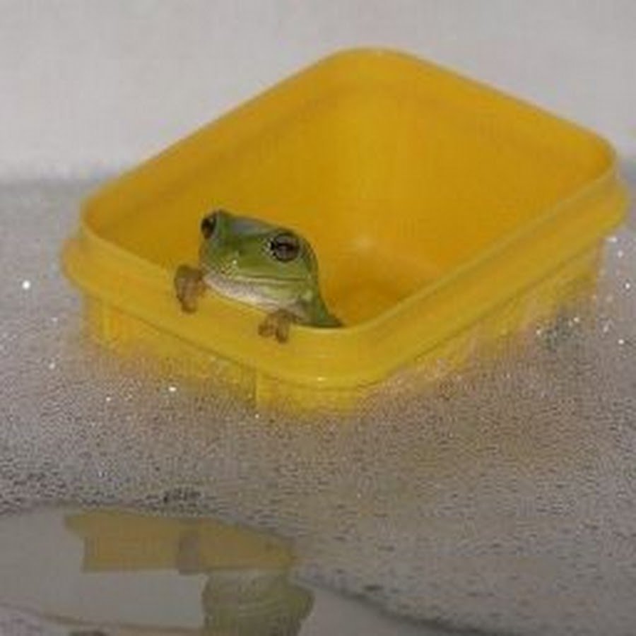 Милые Жабы Эстетика