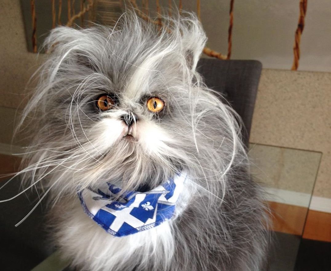 Лохматые коты Атчум