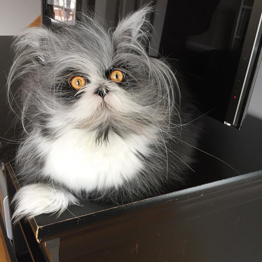 Доброе утро лохматый кот