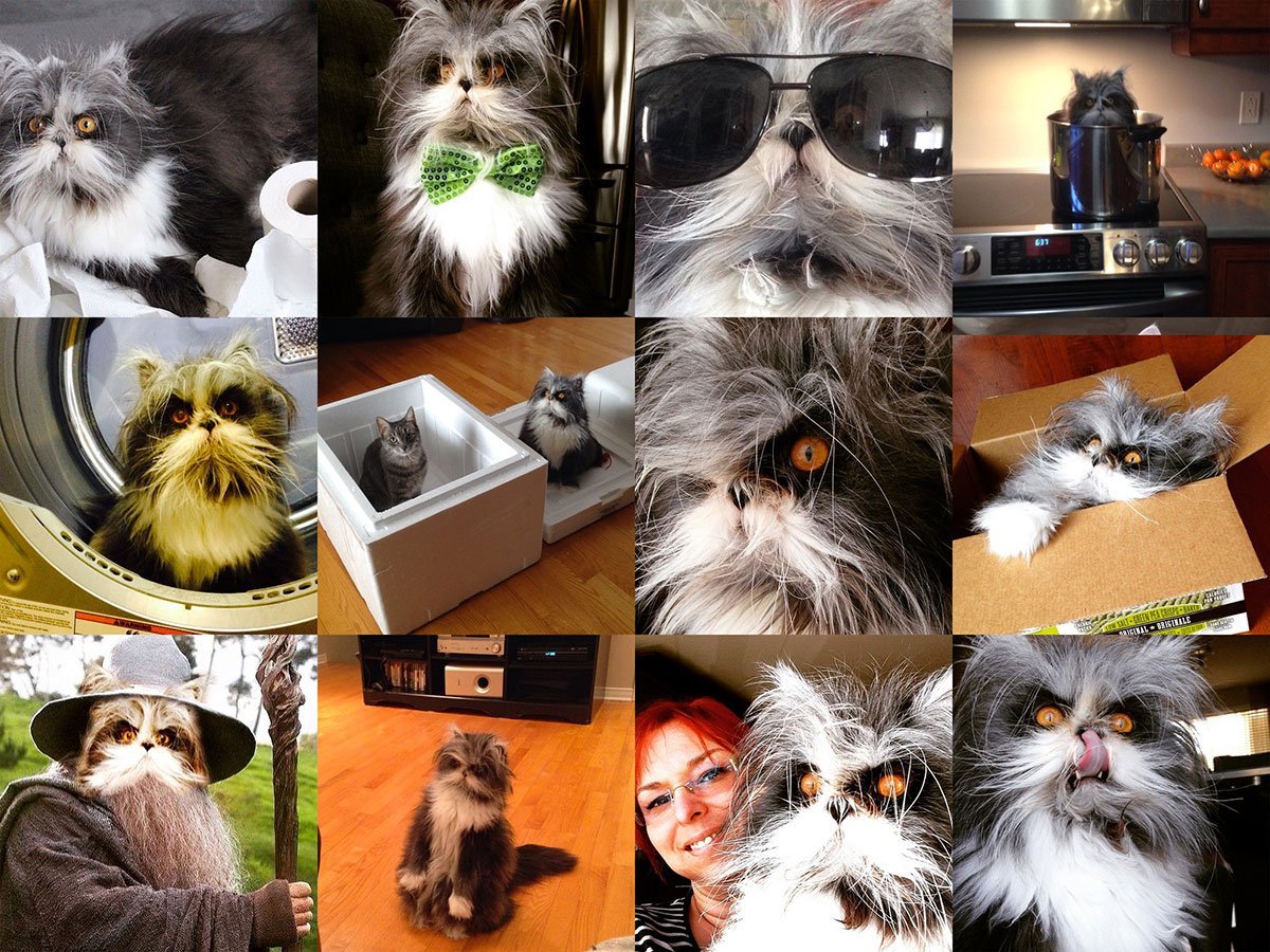 Лохматый кот в очках