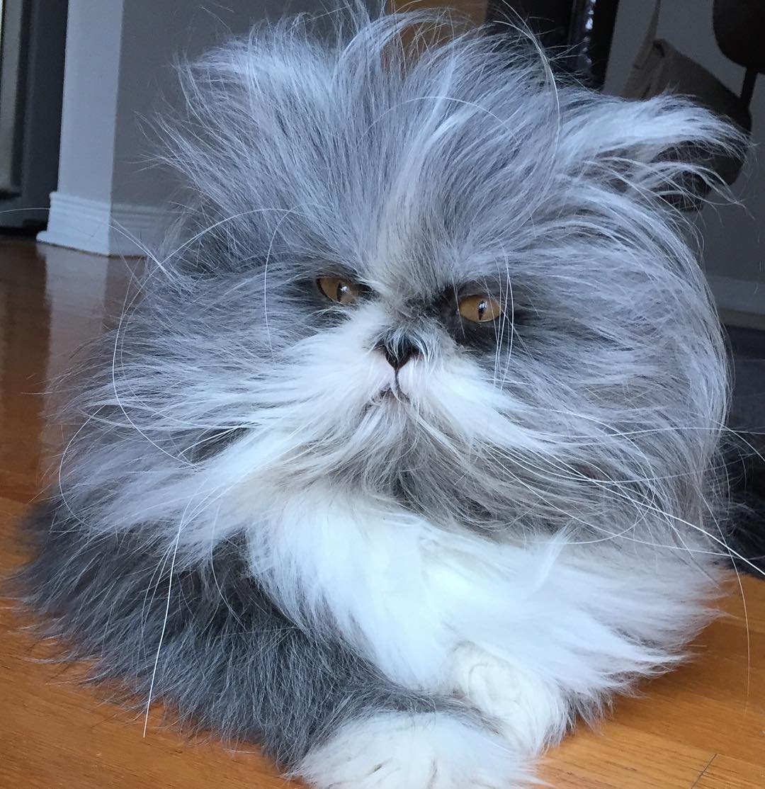 Канадский Атчум