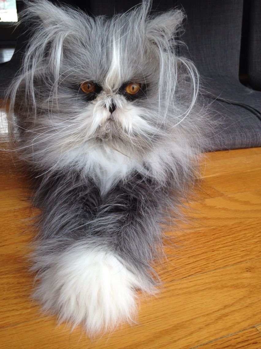 Смешной лохматый кот