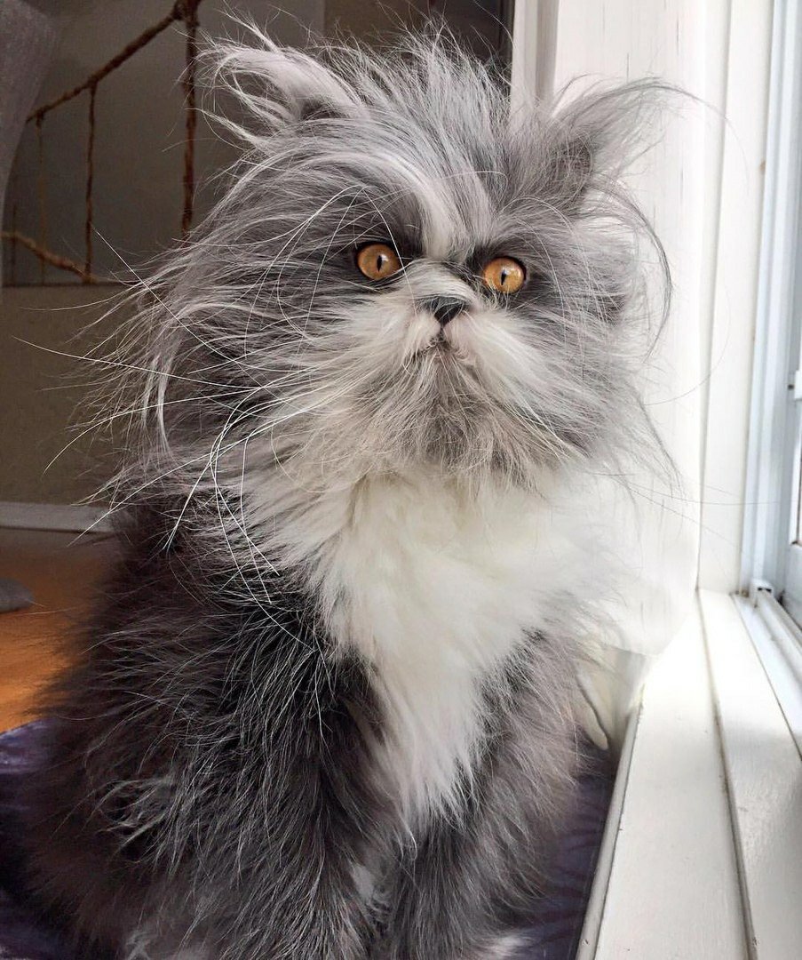 Атчум купить Ивановская область