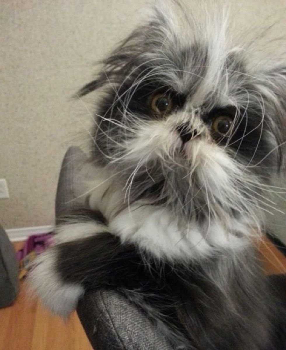 Атчум порода кошек