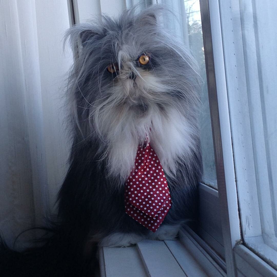 Кот Чихун порода