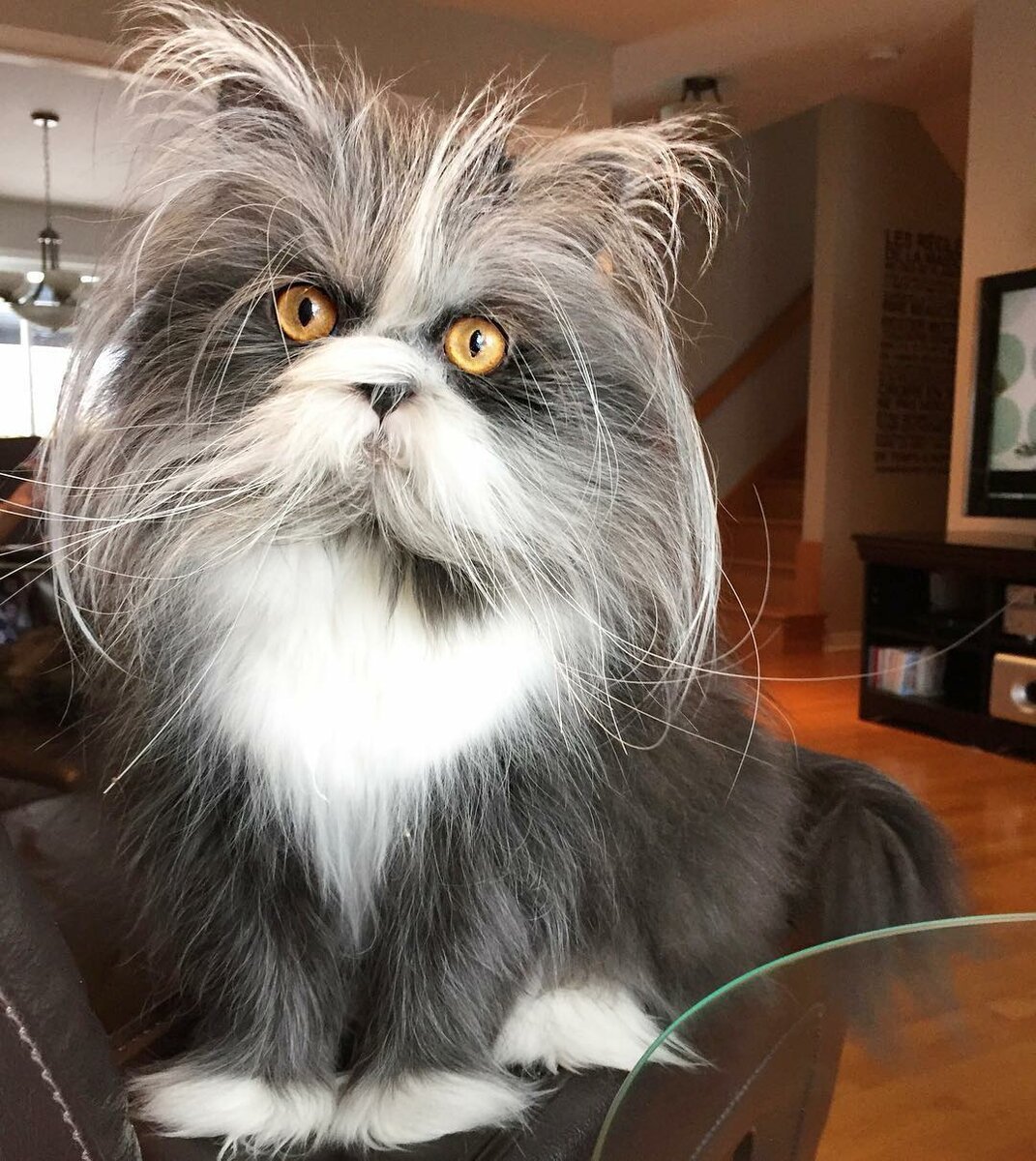 Лохматые животные