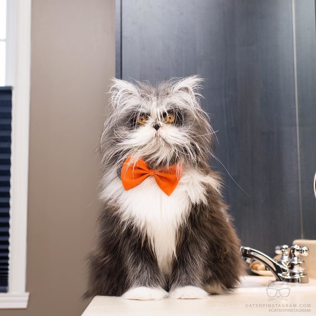 Канадский кот Атчум