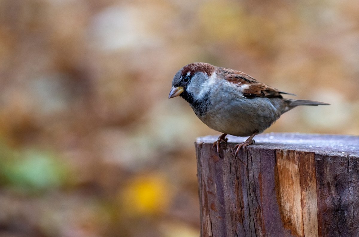 Австралийский Воробушек