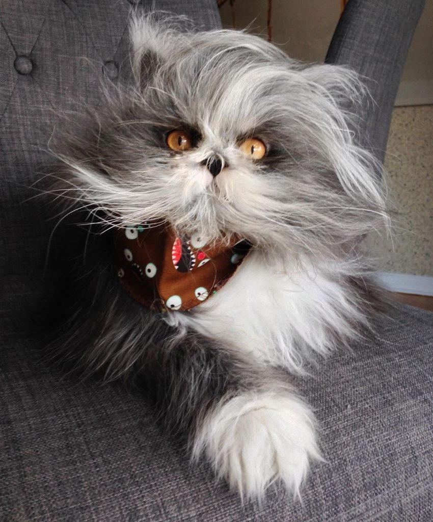 Кот Чихун порода