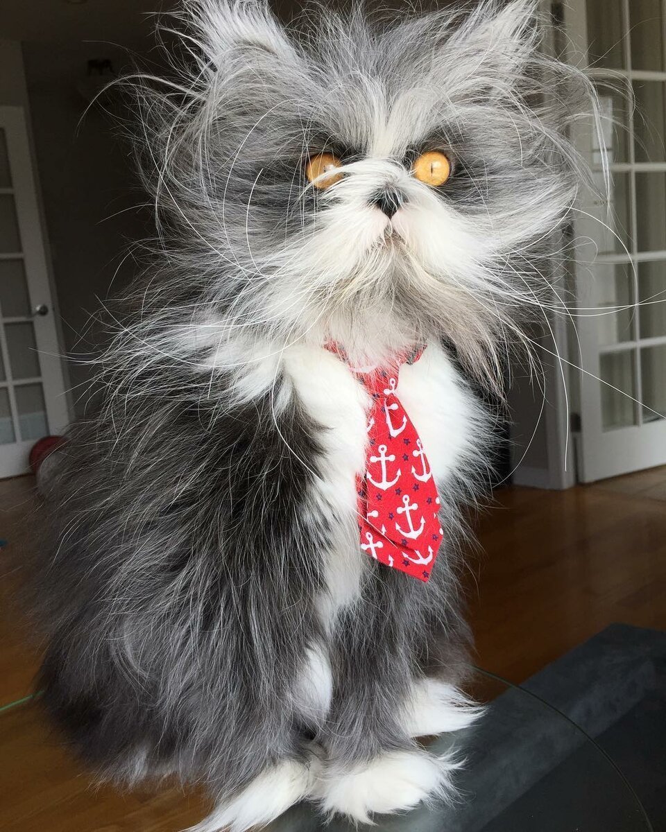 Канадский кот Атчум