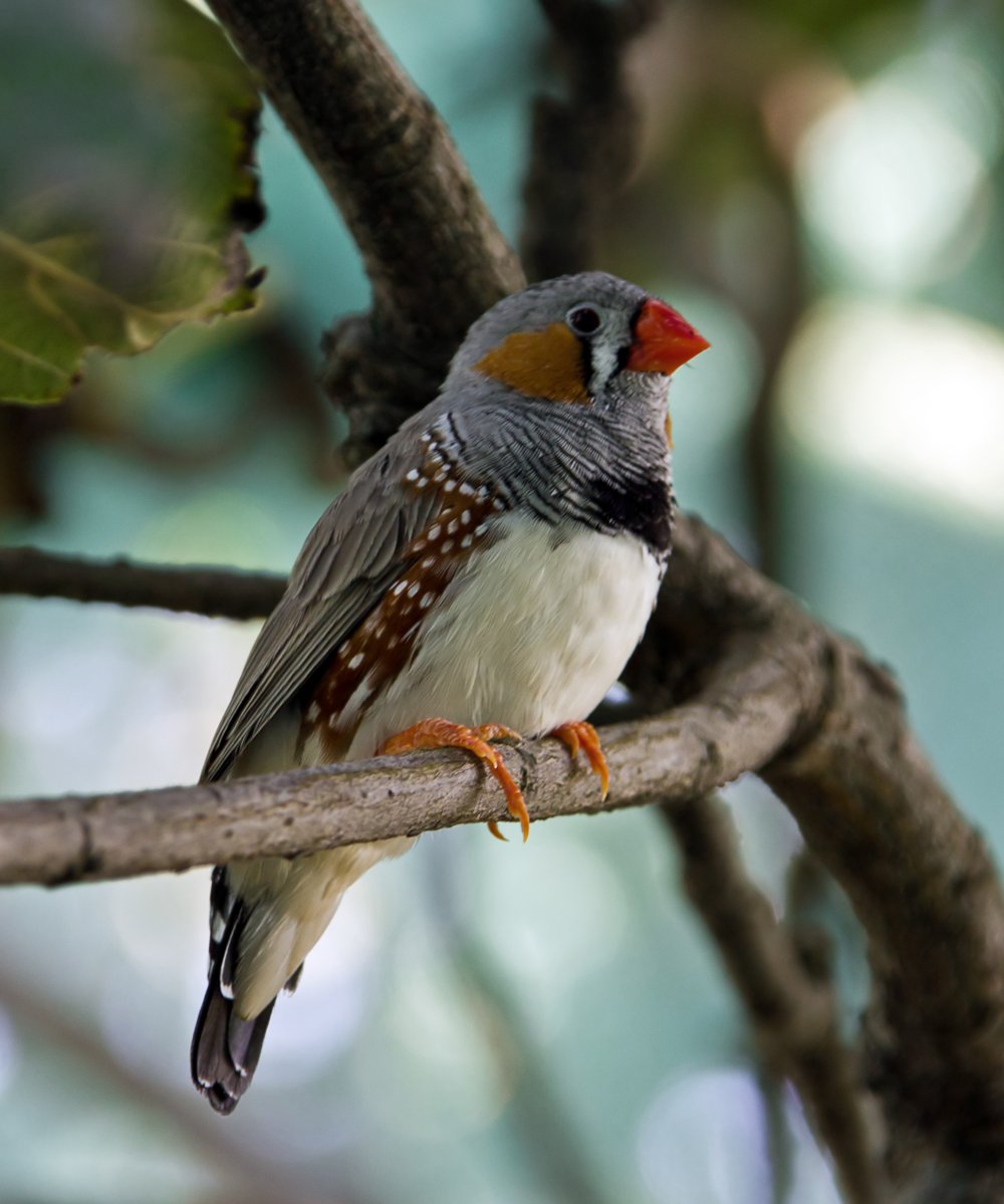 Попугай амадин