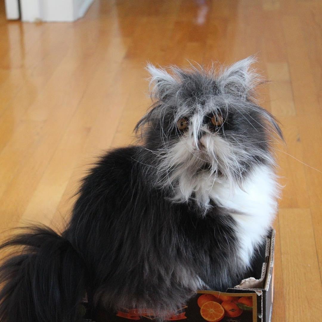 Atchoum кот порода