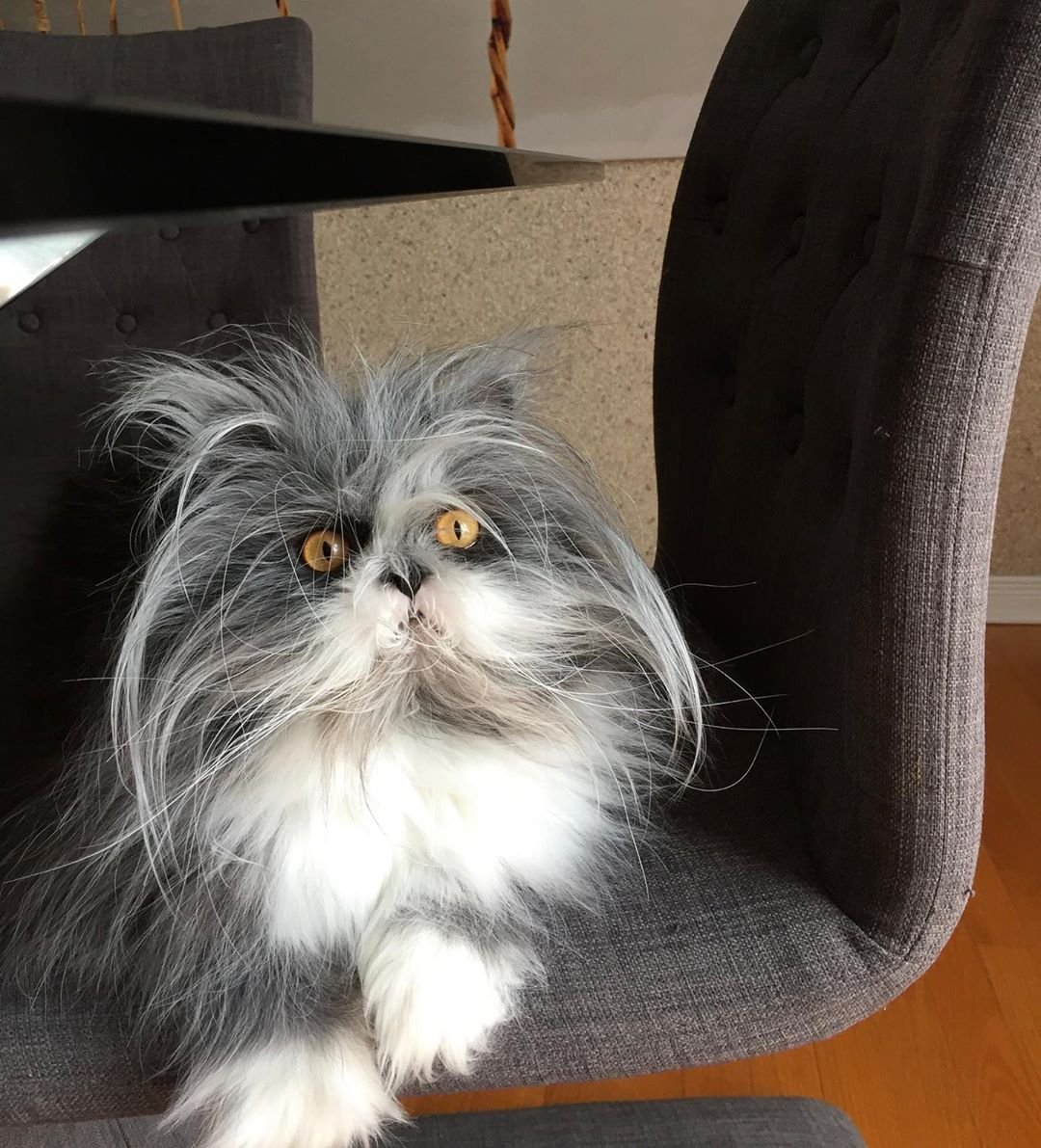 Кот Атчум интервью