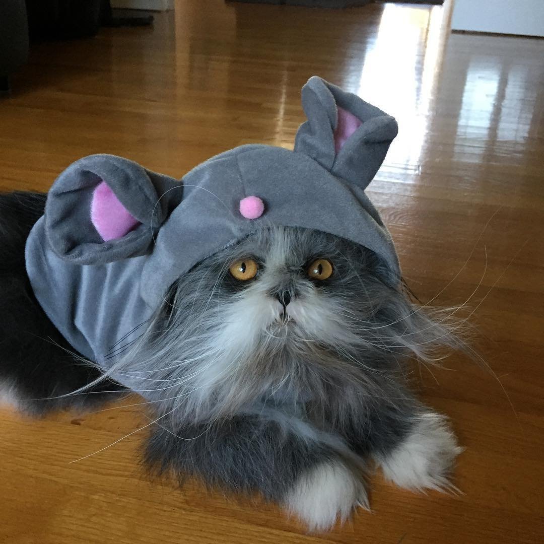 Кот Чихун порода