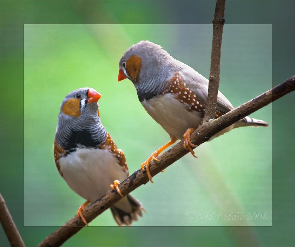 Австралийский Воробей амадин
