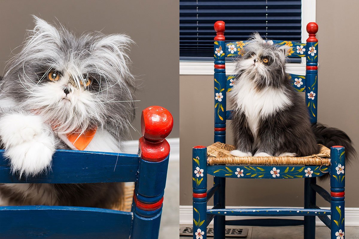 Безумный кот