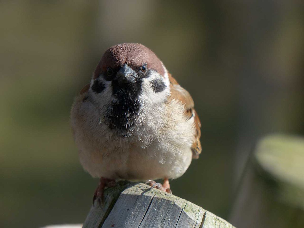 Зебровые амадины
