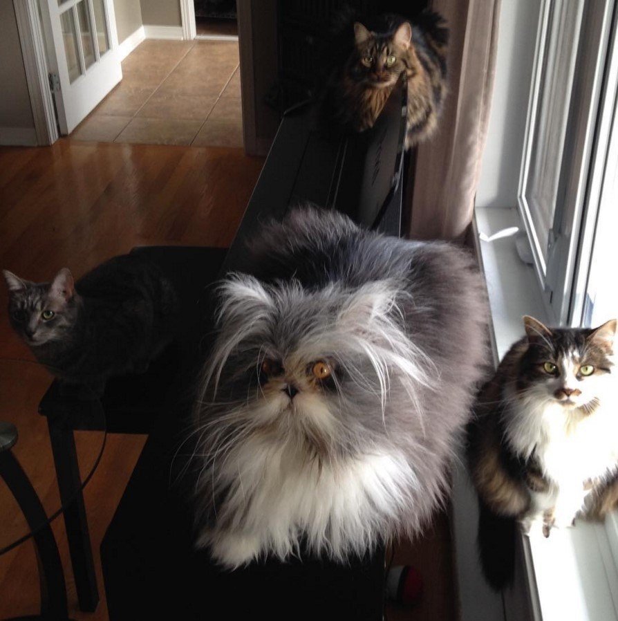 Персидская шиншилла Вилфред