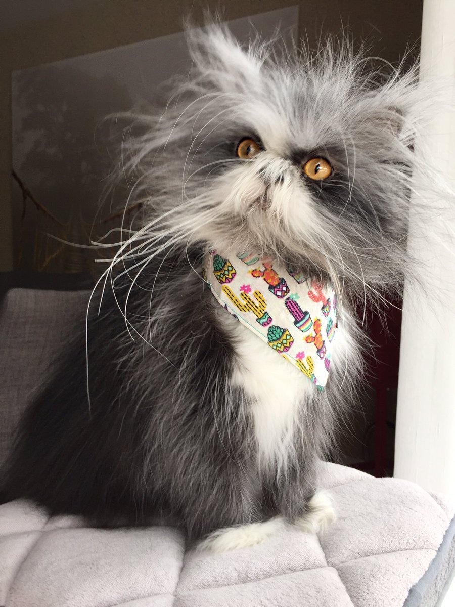 Кот Чихун порода