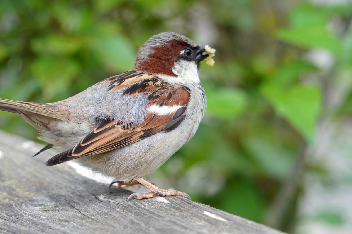 Австралийский Воробей