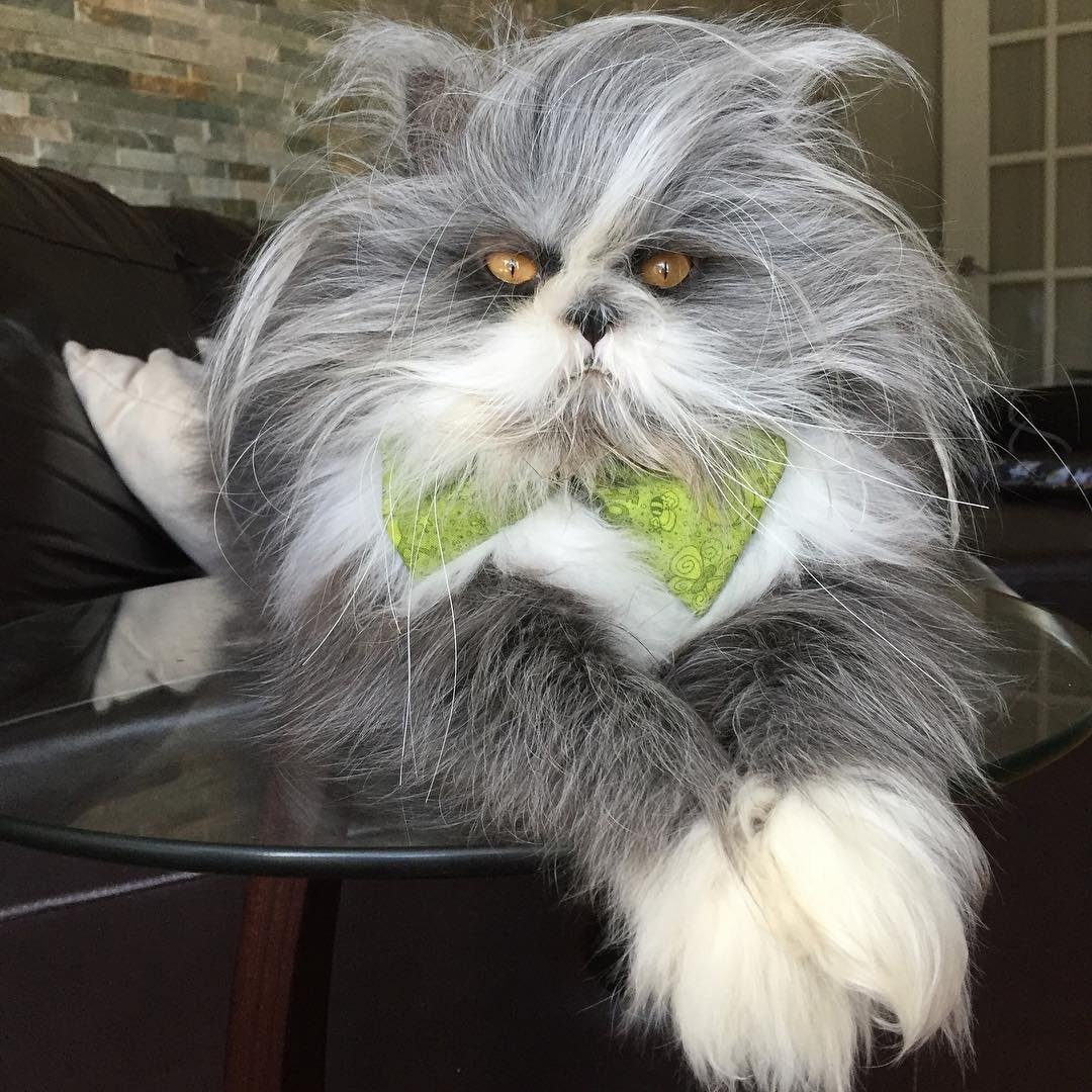 Сумасшедшая кошка