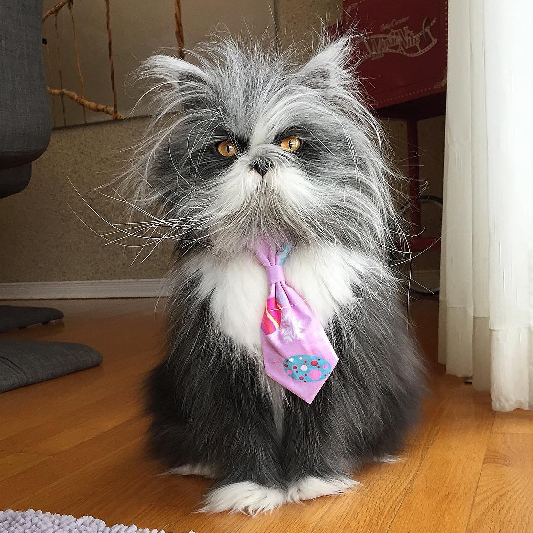 Кошки для инстаграмма