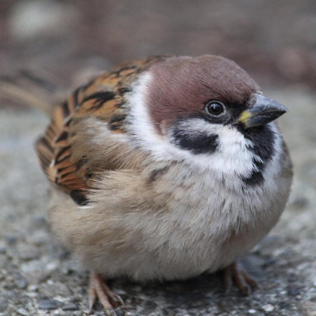 Воробьи чёрно