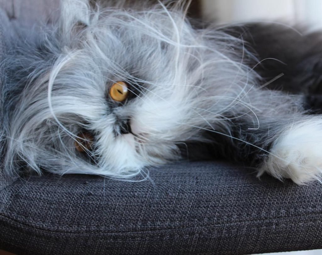 Кошки красивые необычные ачум