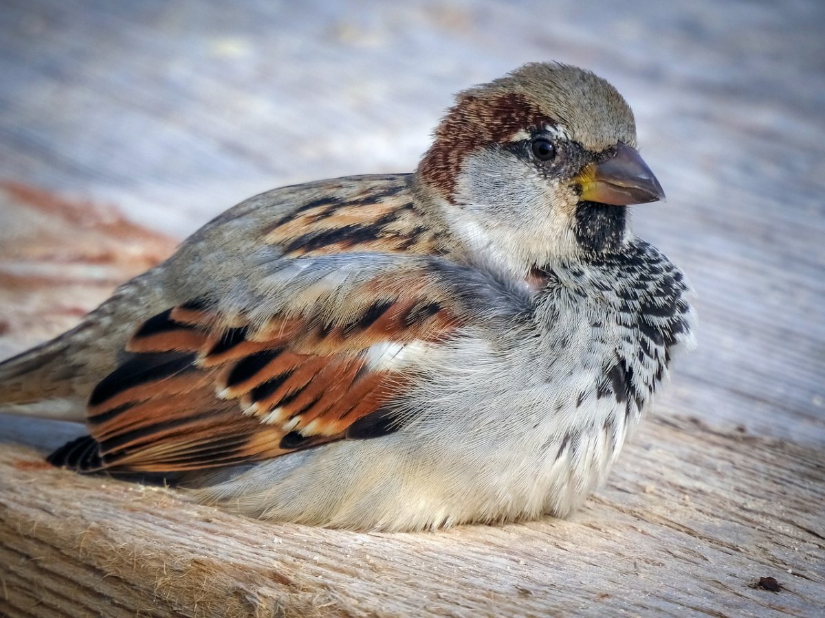 Клюв воробья