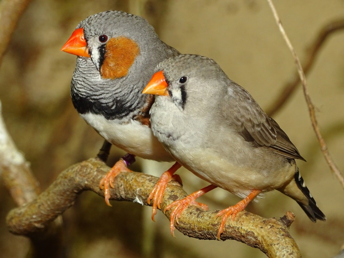 Зебровые амадины