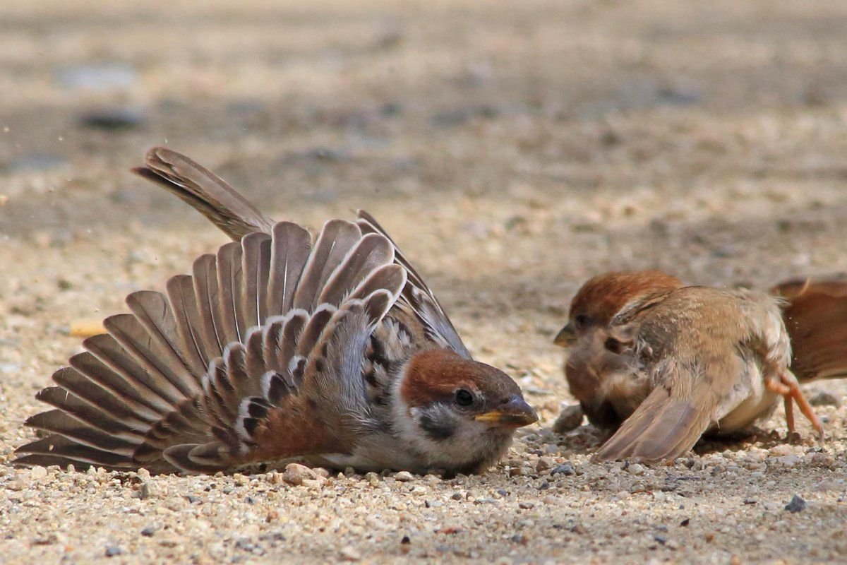 Домашний Воробей